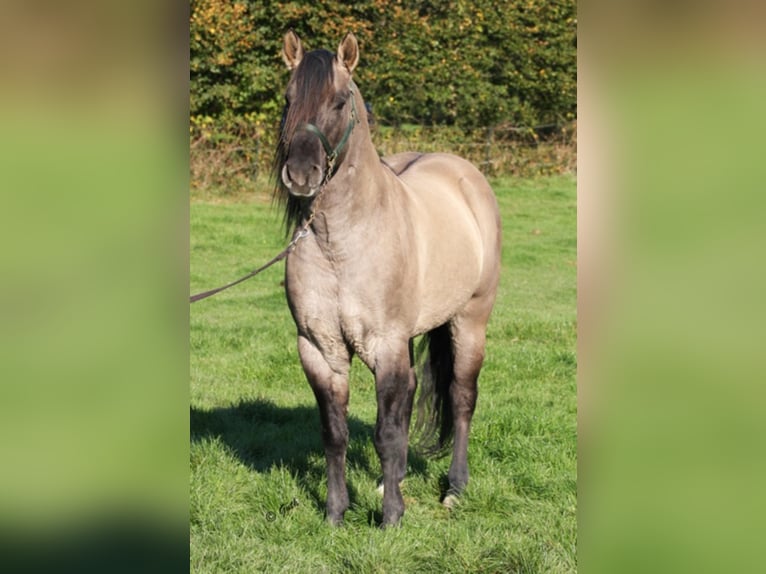 BLACKBURN BUCK POCO Quarter horse américain Étalon Grullo in Düsseldorf