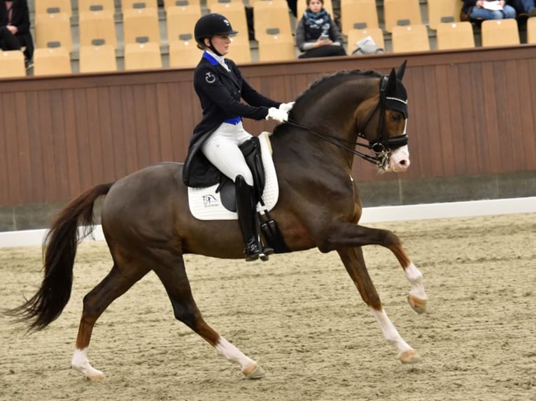 BLUE HORS DON OLYMBRIO Danish Warmblood Stallion Chestnut in RANDB&#xD8;L