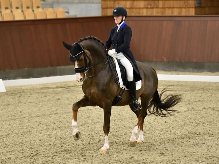 BLUE HORS DON OLYMBRIO Danish Warmblood Stallion Chestnut in RANDB&#xD8;L