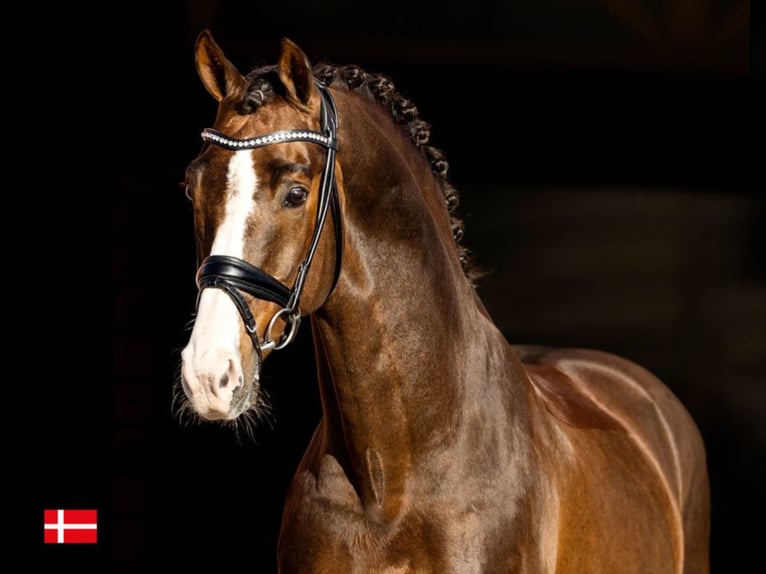 BLUE HORS DON OLYMBRIO Danois sang-chaud Étalon Alezan brûlé in RANDBØL