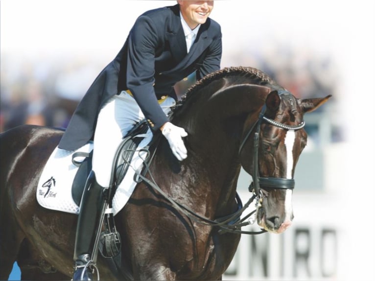 BLUE HORS DON SCHUFRO Oldenburger Hengst Dunkelfuchs in RANDB&#xD8;L