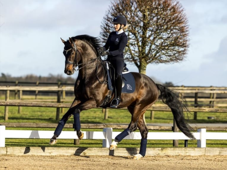 BLUE HORS FARRELL Hannover Stallone Baio in RANDBØL