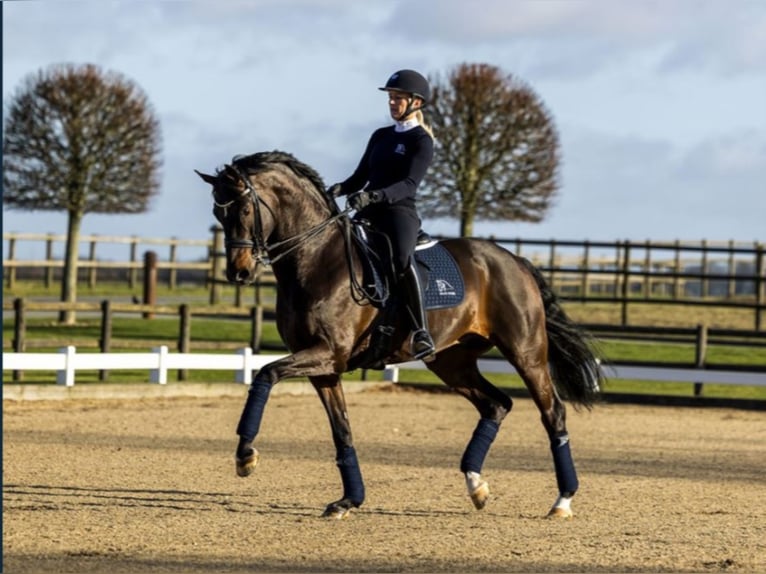 BLUE HORS FARRELL Hannoveriano Semental Castaño in RANDBØL