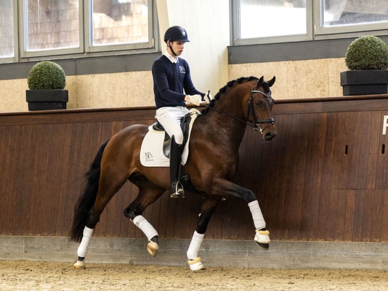 BLUE HORS FEINSTAR Oldenburg Stallion Bay in RANDBØL