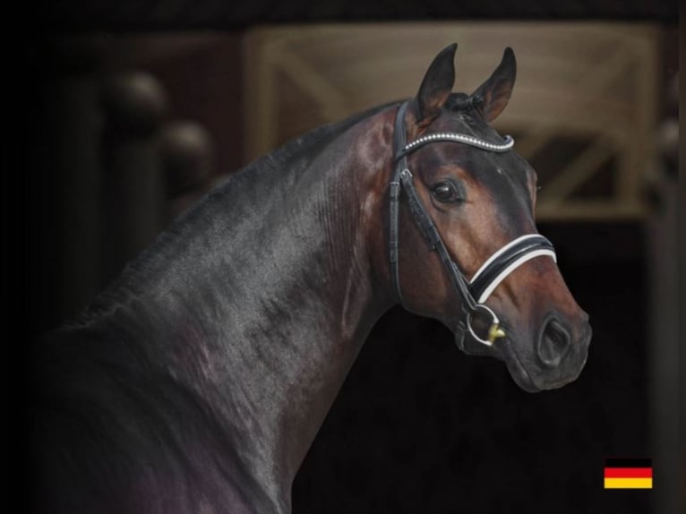 BLUE HORS FLASHDANCER Hannoveraner Hengst Rotbrauner in RANDBØL