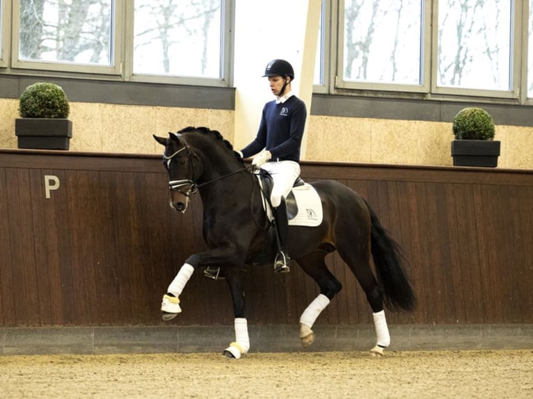 BLUE HORS FORTRON Oldenburg Stallion in RANDB&#xD8;L