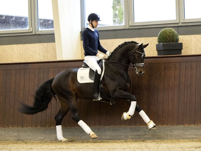 BLUE HORS FORTRON Oldenburg Stallone in RANDB&#xD8;L