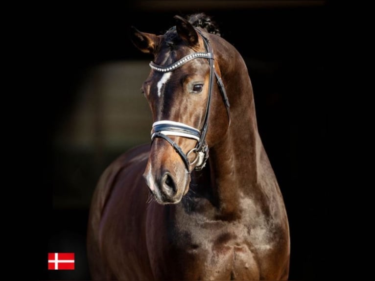 BLUE HORS FORTRON Oldenburger Hengst Rotbrauner in RANDBØL
