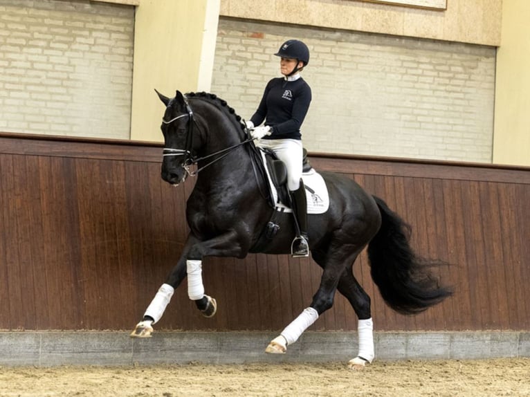 BLUE HORS KINGSTON KWPN Ogier Kara in RANDBØL