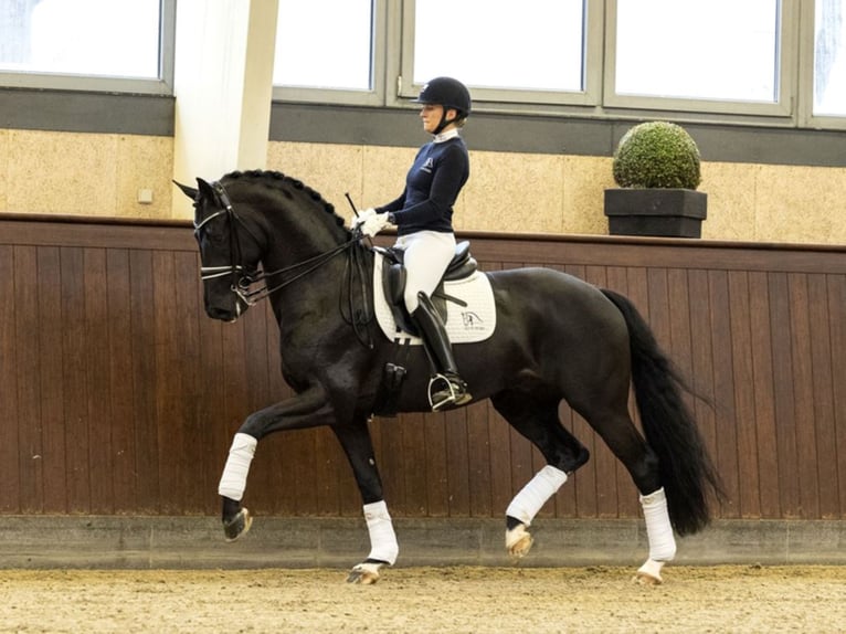 BLUE HORS KINGSTON KWPN Ogier Kara in RANDBØL