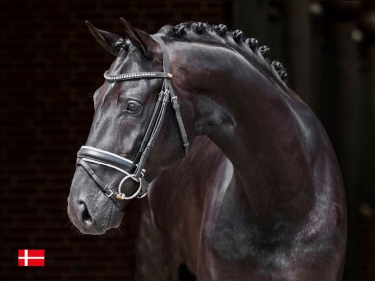 BLUE HORS KINGSTON KWPN Stallion in RANDB&#xD8;L