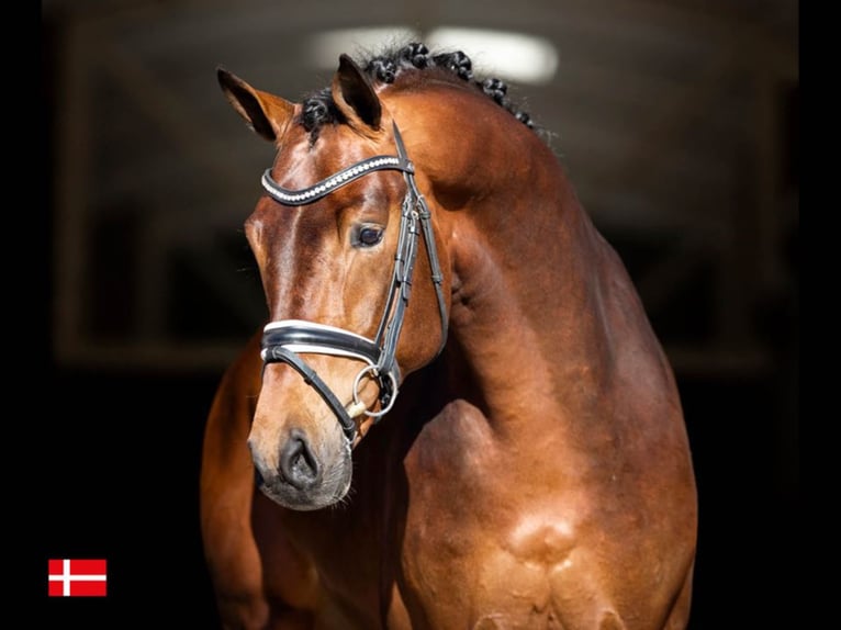 BLUE HORS MONTE CARLO KWPN Stallone in RANDB&#xD8;L