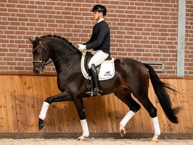 BLUE HORS SANTIANO Deens warmbloed Hengst Roodbruin in RANDBØL