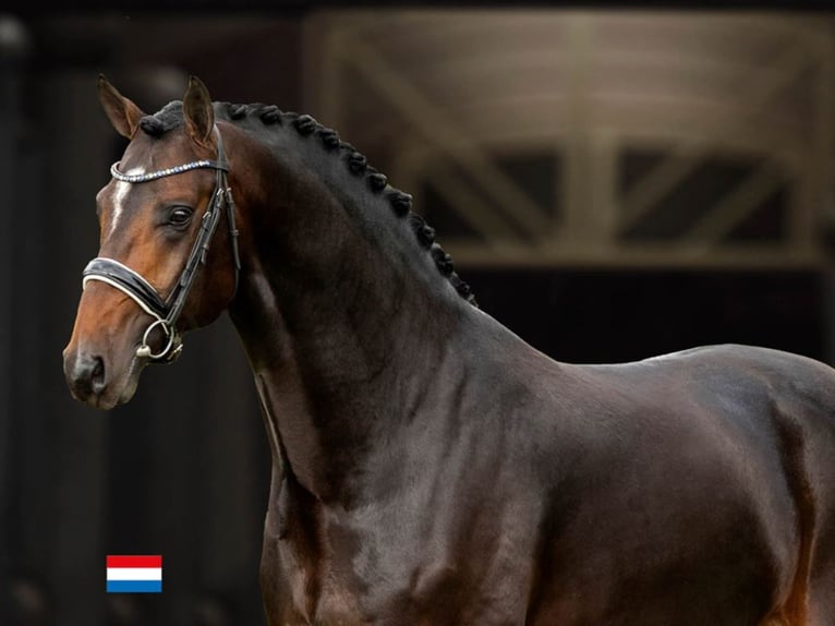 BLUE HORS SANTIANO Deens warmbloed Hengst Roodbruin in RANDBØL