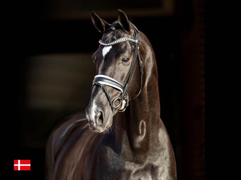 BLUE HORS ST. SCHUFRO Hannover Stallone Morello in RANDBØL