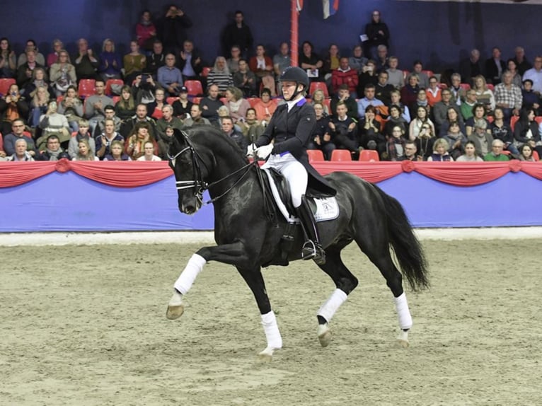 BLUE HORS ST. SCHUFRO Hanoverian Stallion Black in RANDBØL