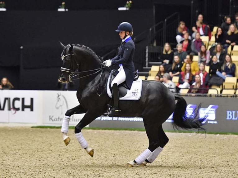 BLUE HORS ST. SCHUFRO Koń hanowerski Ogier Kara in RANDBØL