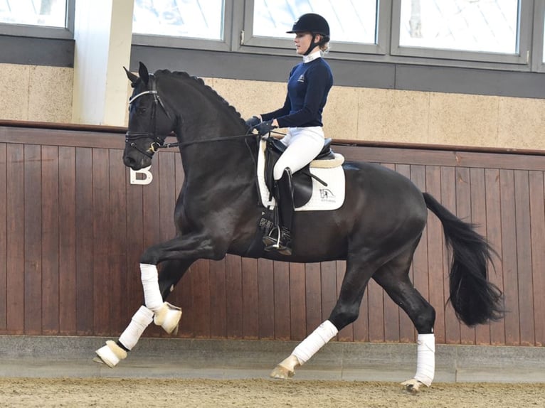 BLUE HORS STORM Dänisches Warmblut Hengst Rappe in RANDBØL