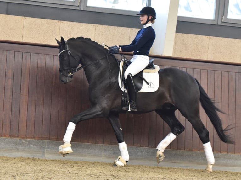 BLUE HORS STORM Danish Warmblood Stallion Black in RANDBØL