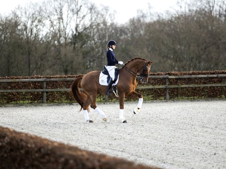 BLUE HORS VENEZIANO Oldenburg Stallion Chestnut in RANDBØL