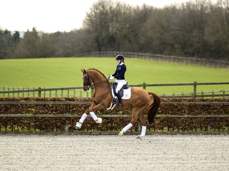 BLUE HORS VENEZIANO Oldenburg Stallion Chestnut in RANDBØL