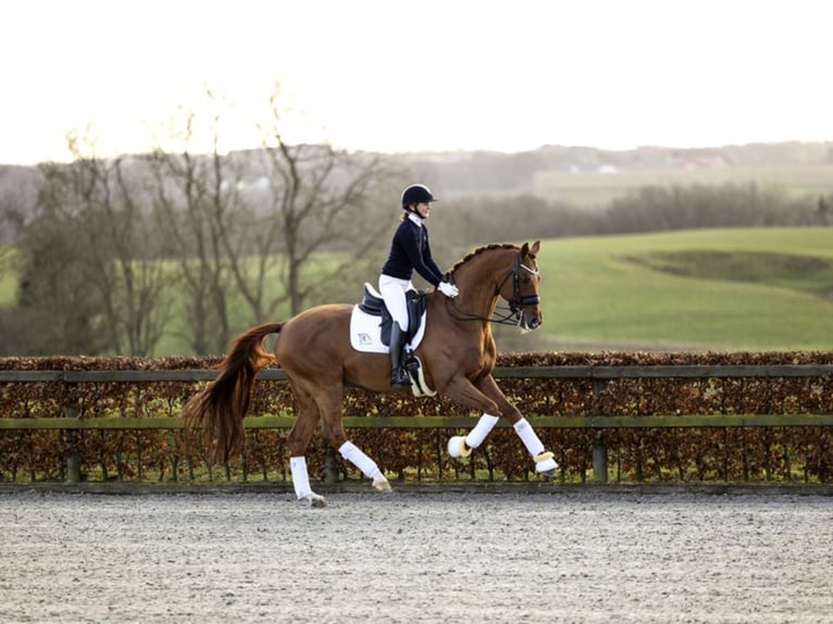 BLUE HORS VENEZIANO Oldenburg Stallion Chestnut in RANDBØL