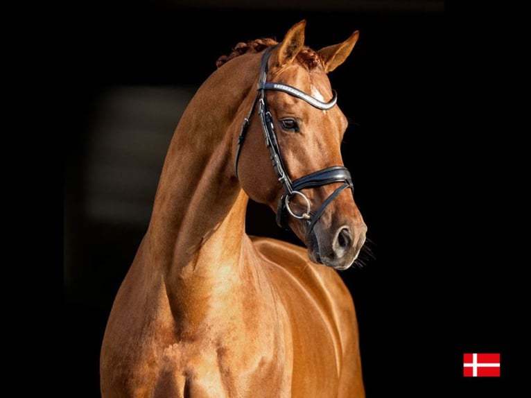 BLUE HORS VENEZIANO Oldenburger Hengst Dunkelfuchs in RANDBØL