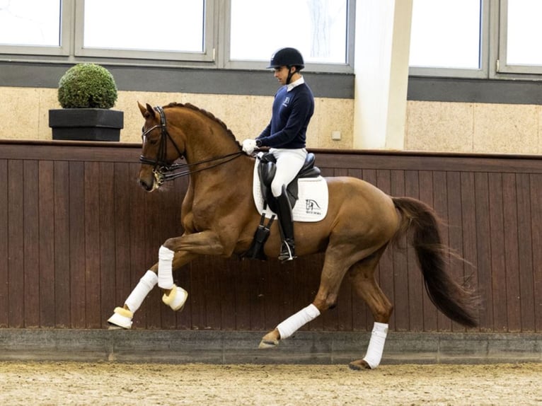 BLUE HORS WESTFALENHOF'S BARON Danese Stallone Sauro in RANDBØL