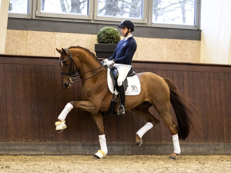 BLUE HORS WESTFALENHOF'S BARON Danese Stallone Sauro in RANDBØL