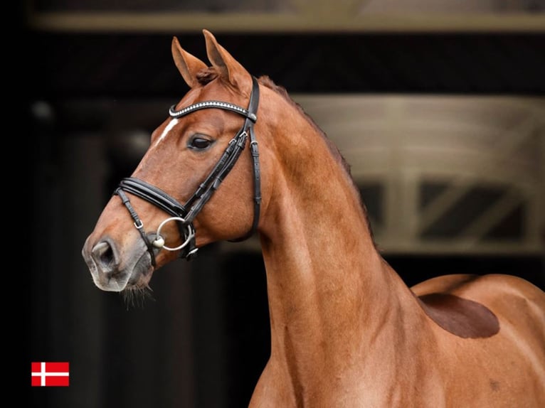 BLUE HORS WESTFALENHOF'S BARON Danese Stallone Sauro in RANDBØL