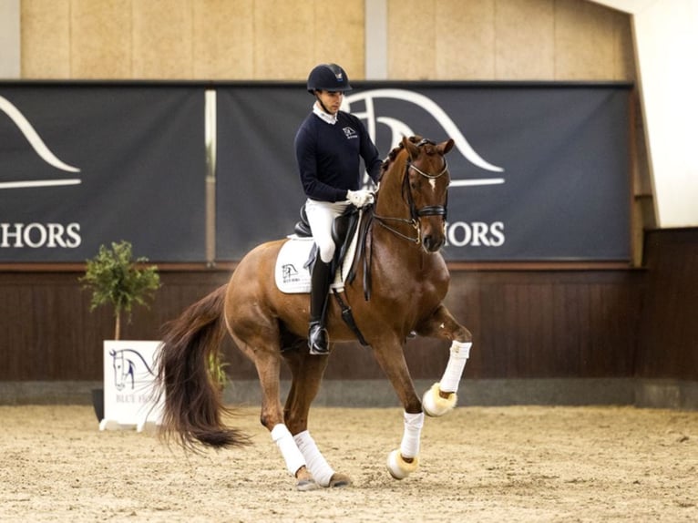 BLUE HORS WESTFALENHOF'S BARON Warmblood danés Semental Alazán in RANDBØL
