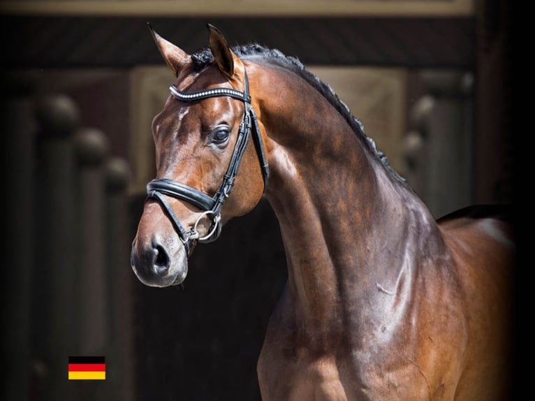 BLUE HORS ZACKEREY Danois sang-chaud Étalon Bai cerise in RANDBØL