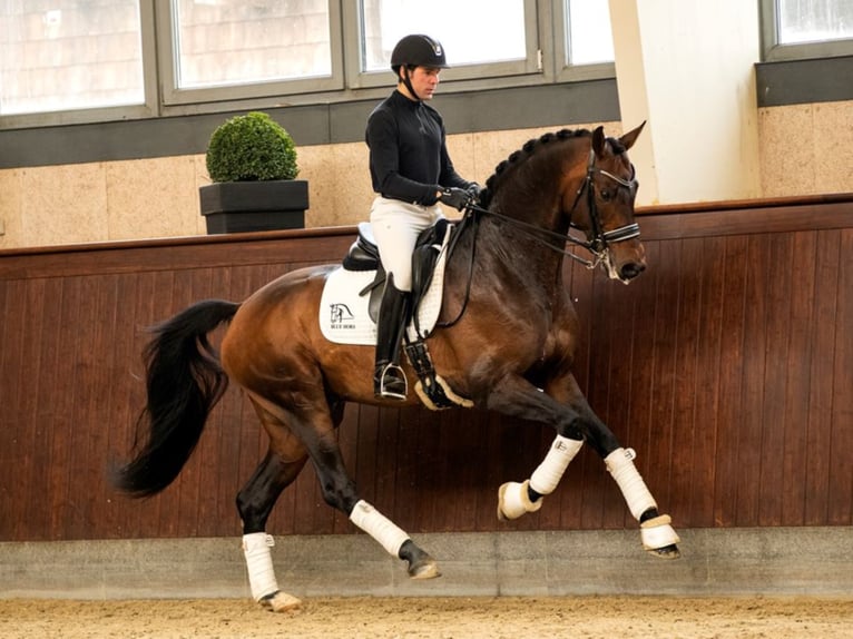 BLUE HORS ZACKEREY Deens warmbloed Hengst Roodbruin in RANDBØL