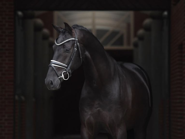BLUE HORS ZACKORADO Oldenburg Stallion Black in RANDBØL