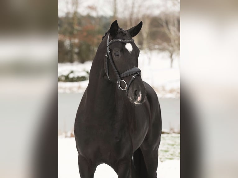 BONJOUR Hanoverian Stallion Black in Syke