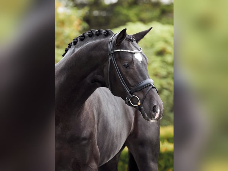 BONJOUR Hanoverian Stallion Black in Syke