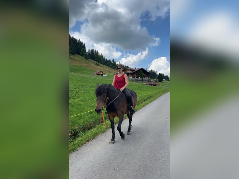 Bosnian Mountain Horse Gelding 10 years 14,2 hh Brown in Lauenen b. Gstaad