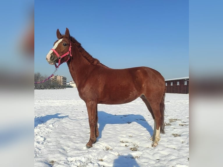Bosnian Mountain Horse Mix Mare 7 years 13,1 hh Chestnut-Red in Zagreb