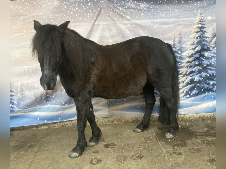 Bosnisch bergpaard Merrie 11 Jaar 133 cm Zwart in Betzdorf