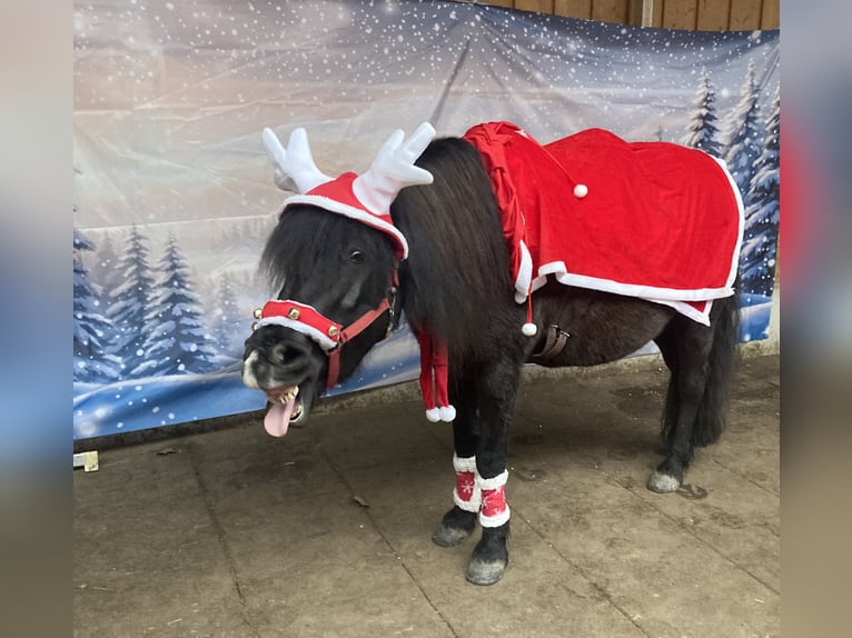 Bosnisch bergpaard Merrie 11 Jaar 133 cm Zwart in Betzdorf