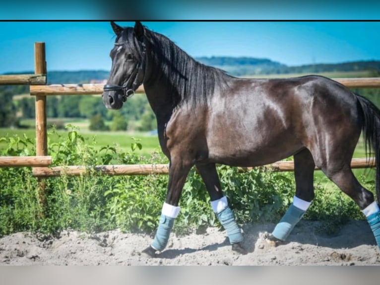 Bosnisch bergpaard Merrie 6 Jaar 140 cm Zwart in Waiblingen