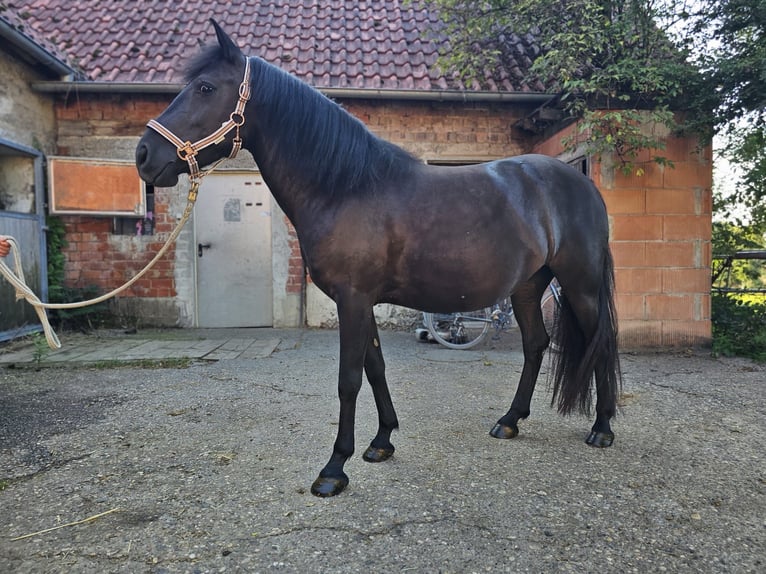 Bosnisch bergpaard Merrie 6 Jaar 140 cm Zwart in Waiblingen