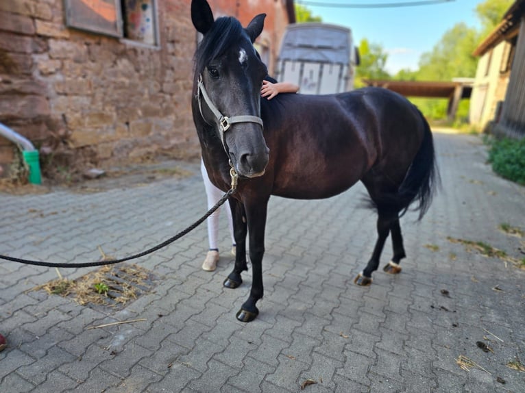 Bosnisch bergpaard Merrie 6 Jaar 140 cm Zwart in Waiblingen
