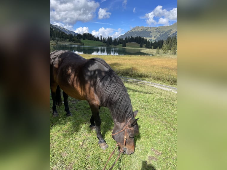 Bosnisch bergpaard Ruin 10 Jaar 148 cm Bruin in Lauenen b. Gstaad