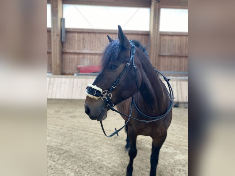 Bosnisch bergpaard Ruin 9 Jaar 146 cm Donkerbruin in Lannach