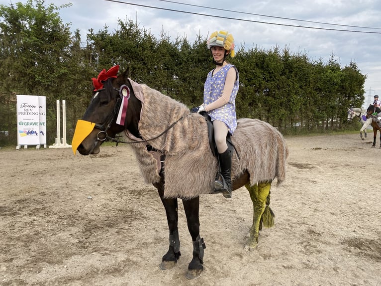 Bosnisch bergpaard Ruin 9 Jaar 146 cm Donkerbruin in Lannach