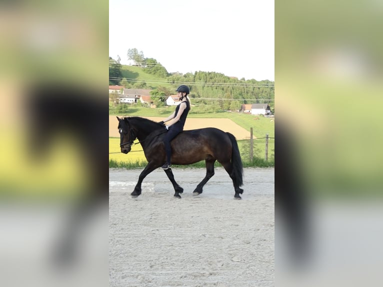 Bosnisch bergpaard Ruin 9 Jaar 146 cm Donkerbruin in Lannach