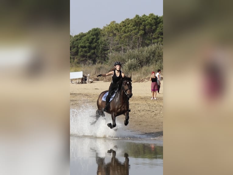 Bosnisch bergpaard Ruin 9 Jaar 146 cm Donkerbruin in Lannach