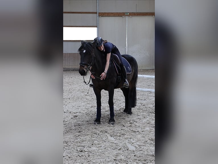 Bosnisch bergpaard Ruin 9 Jaar 146 cm Donkerbruin in Lannach