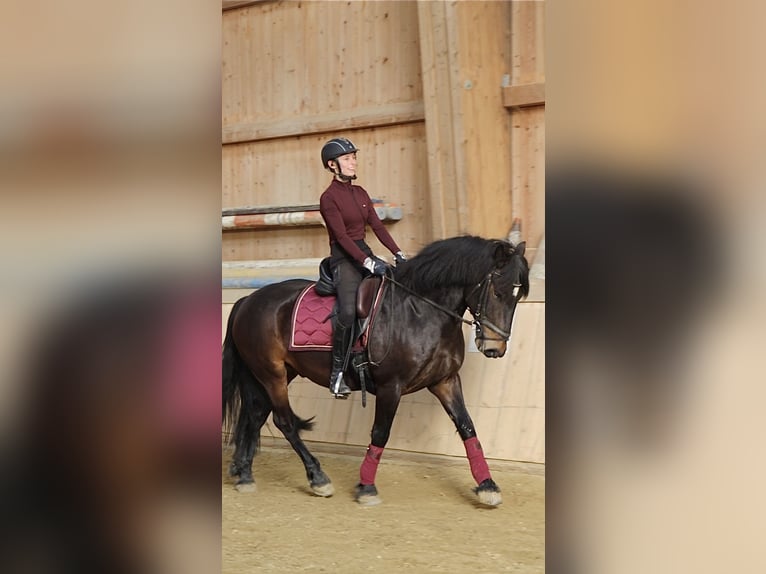 Bosnisch bergpaard Ruin 9 Jaar 146 cm Donkerbruin in Lannach